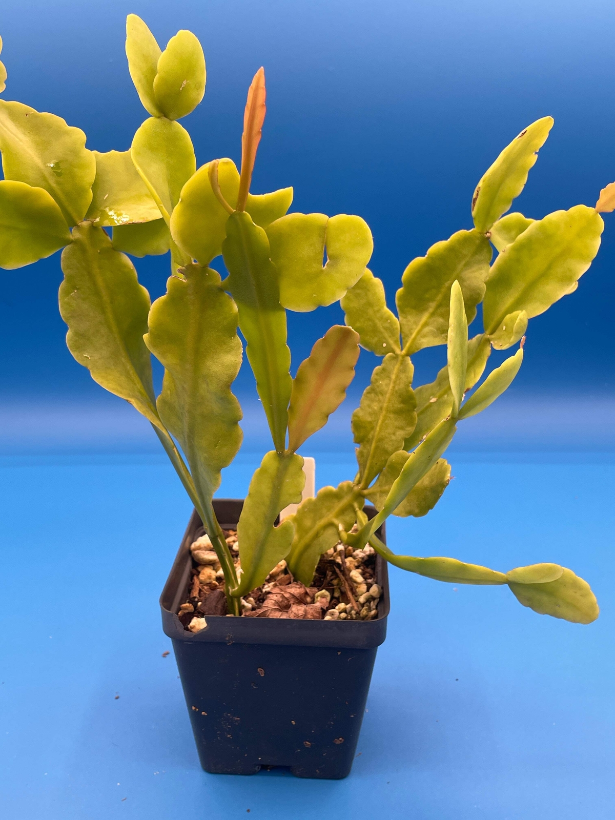 Rhipsalis Pachyptera Cactus Ready For Hanging Basket 3.5" Pot Huge/Oversized!