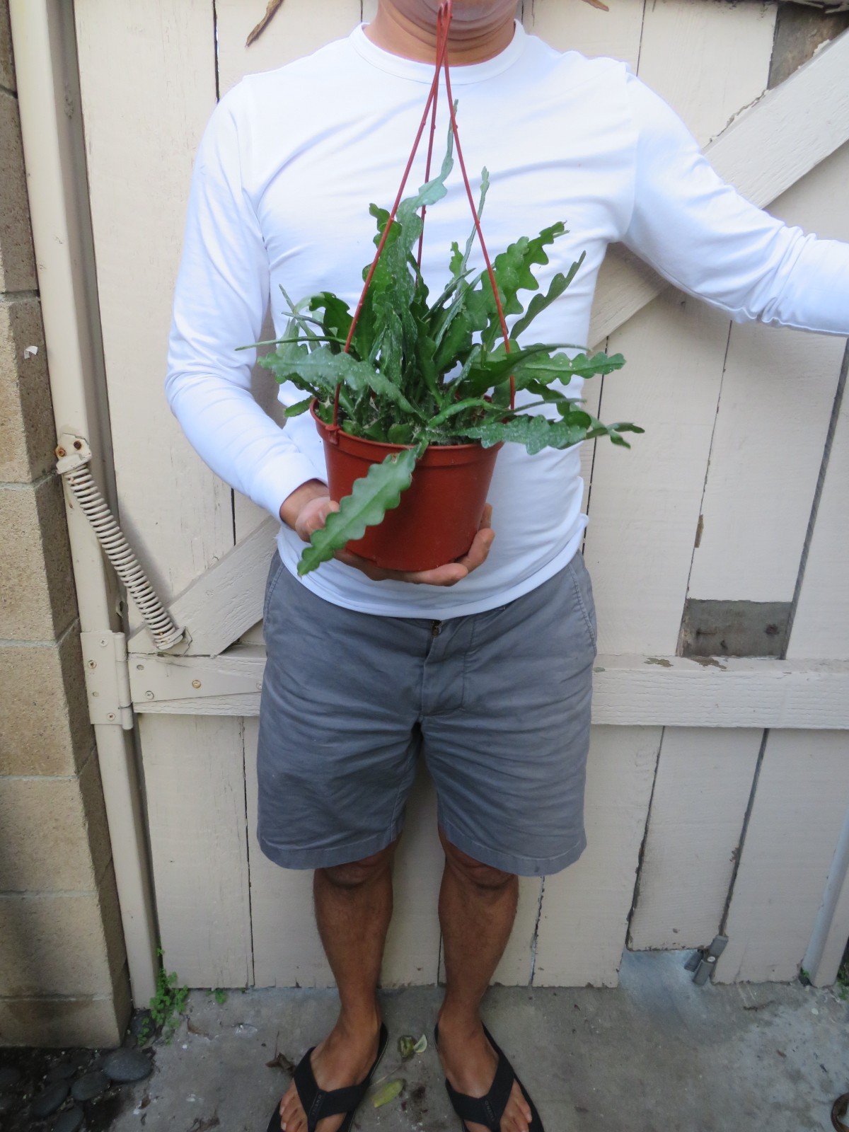 Cryptocereus anguliger Ric Rac Fishbone Cactus Succulent