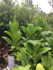 1000+ (1/4 gram) Golden Burley Tobacco Seeds Grown In East Arizona