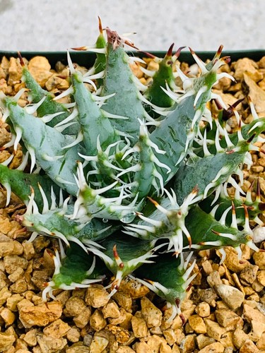 Aloe erinacea - seed Grown -Succulent real live plant aloes cactus Cacti agaves - Picture 3 of 3