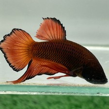 Live Betta from Thailand Black Red Orange Wide Tail Male Plakat Pet Plakad Fish