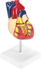Human Heart Model, Anatomically Accurate Numbered 2-Part Life Size Heart Medical