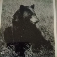 Real Photo Postcard Bear In Field