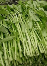 50+ Thai Water Spinach seeds Ong Choy Kangkong Kong Xin Cai Garden Vegetable USA