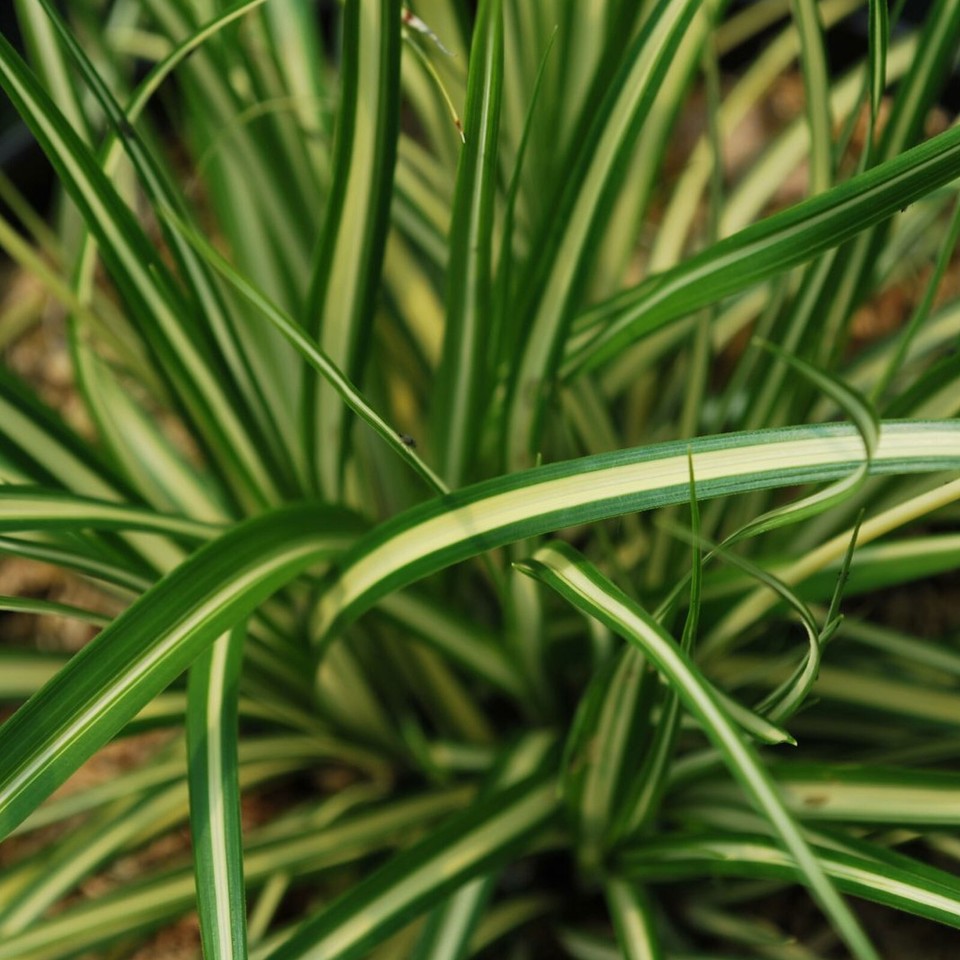 Carex Oshmiensis 'Evergold' Sedge Clumping Variegated Grass | 17cm/2L ...