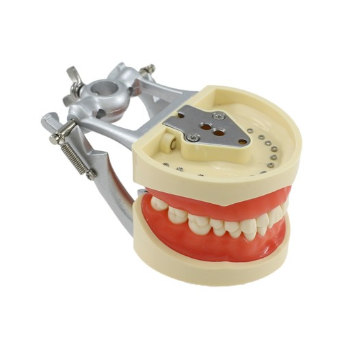 Nissin 200 Style Dental Practice Typodont Model Pole Mount 32 Pc Removable Teeth - Picture 21 of 47