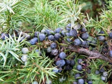 Common Juniper (Juniperus communis), 50 seeds