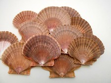 12 Mexican Flat Scallop Shells Seashells Large 3" Crafts Coastal Beach Cottage