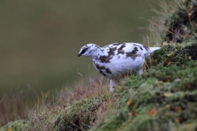 Ein Schneehuhn (Lagopus muta) im weißen Winterkleid, Island (179704367)