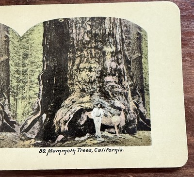 1890s Mammoth Trees Mariposa Grove California Sequoia Stereoscope Stereoview 80