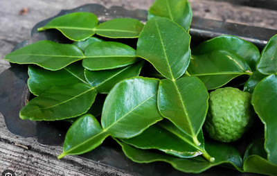 Kaffir Lime Leaves - fresh (5 double leaves)