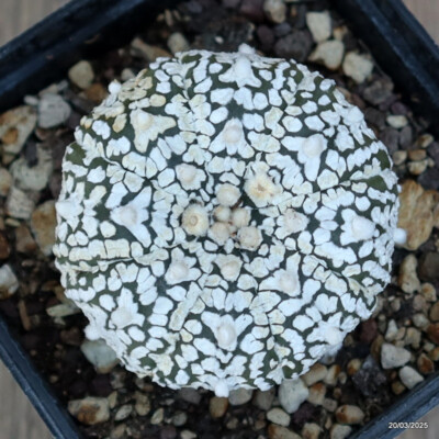 A4829 ASTROPHYTUM SUPERKABUTO ''V'' TYPE pot9-H5-W6 cm MaMa Cactus