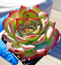 Rare Succulent Echeveria Pulidonis Fully Rooted Easy Care Live Plant