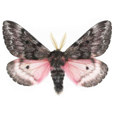Coloradia pink saturn moth Arizona USA unmounted wings closed