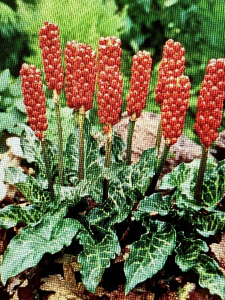 20 ARUM ITALICUM -Fresh Seed (Italian Arum, Lords and Ladies) | eBay