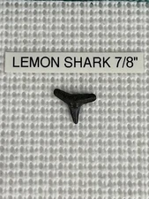 7/8 inch fossilized LEMON shark tooth from Venice Florida & BONUS 25 PARTIAL