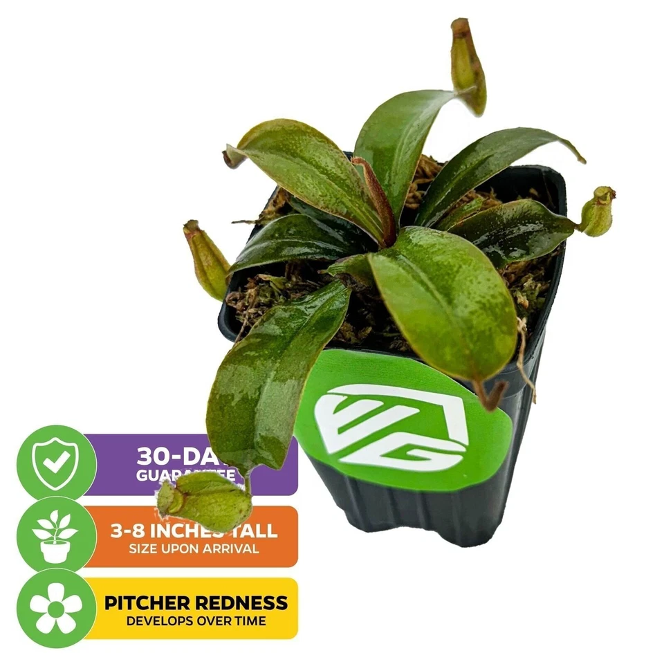 Planta jarra carnívora Lady Luck - Nepenthes ampularia x ventricosa Foto 2 de 4