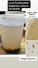 Live Daphnia Culture 20000 FREE USPS Priority Shipping