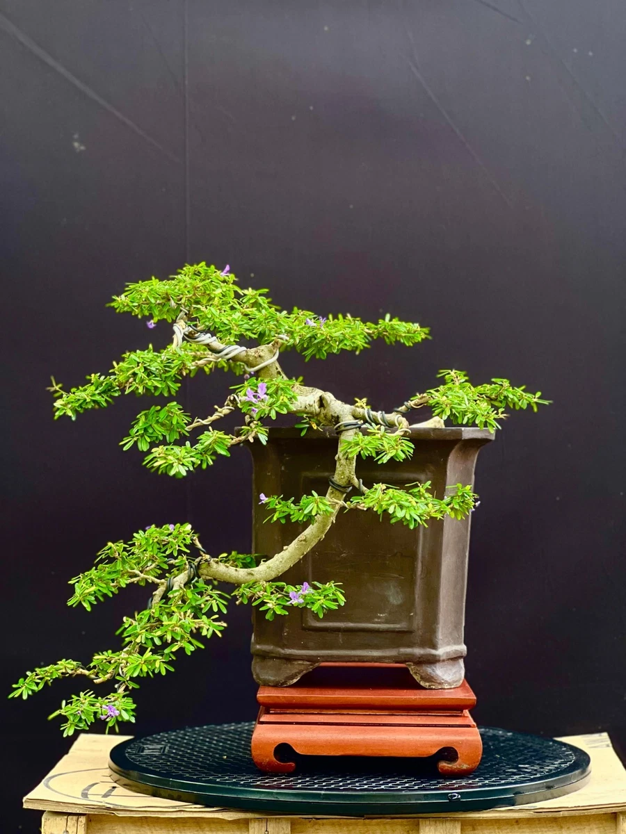 Homidea Bonsai - Mesa auxiliar con diseño de bonsái