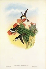 1990 Vintage HUMMINGBIRD #285 "VIOLET CROWN" GORGEOUS GOULD Art Lithograph