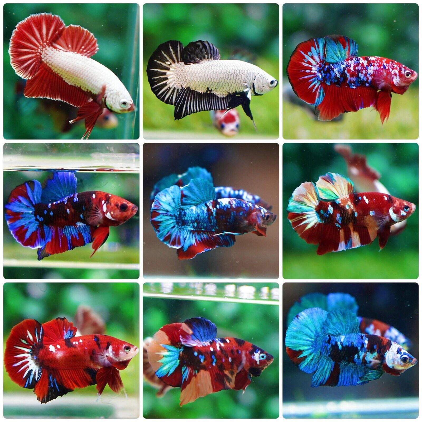 Live Betta Fish High Quality Halfmoon Plakat - WHOLESALE PRICE FOR