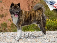 Akita Dog Breed Calendar 2026 12x18 Made in USA