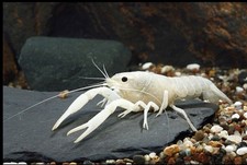 White Vanilla Crawfish Crayfish Procambarus Alleni Low Shipping