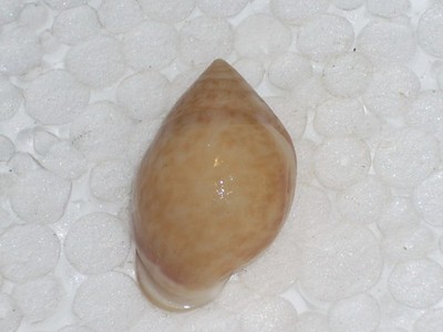 PYTHIA SP. AWESOME PATTERN