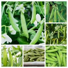60 ct Pea Variety Pack - Sugar Ann, Little Marvel, Alaska, Snow, and More!