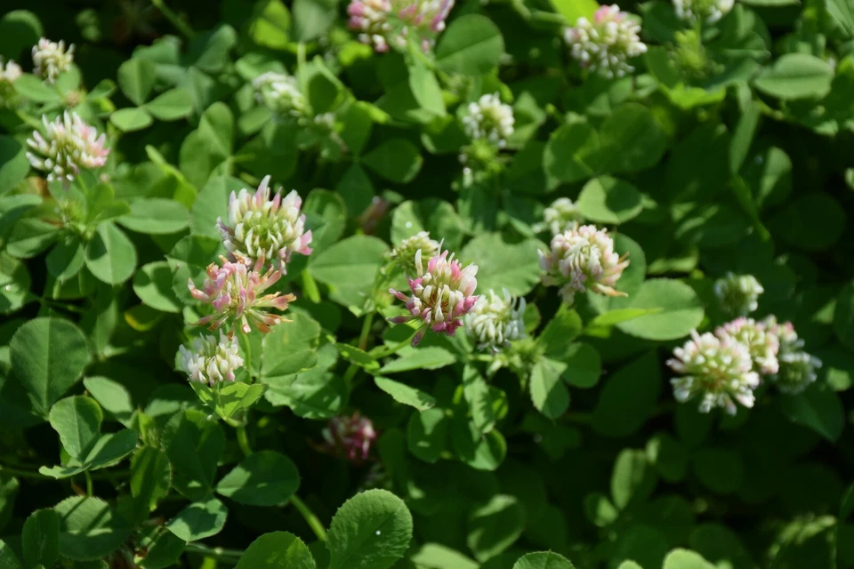 Balansa Clover Seed - Whitetail Deer/Turkey/Wildlife Food Plots - Annual - 5 lbs