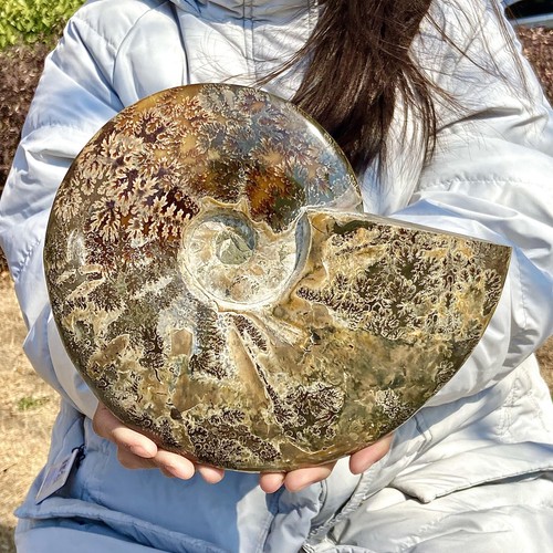 5,64 lb Raro Natural Caracola Fósil Especímenes de Madagascar - Imagen 12 de 12