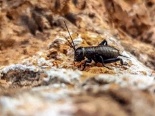 Digital Image Product Picture Photo Wallpaper Desktop Background Poster Cute Art