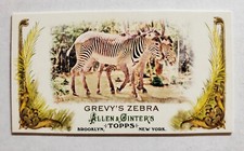 2011 Allen & Ginter Animals In Peril Insert Mini #AP18 Grevy's Zebra