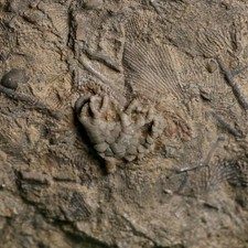 2.5" Linocrinus Sp Crinoid Fossil Mississippian Age Glen Dean Formation KY