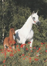 Horse  Arabian  mare Dalima Shah with foal  4 x 6  foreign Escher photo