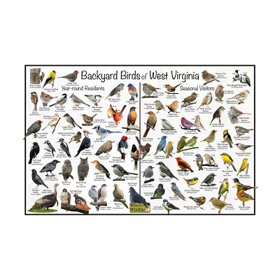 Backyard Birds of West Virginia Bird Identification Nature Poster / Bird Guide