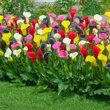 4 - CALLA LILY MIXTURE Live Flower Plant Bulbs - ADD SOME TROPICAL GARDEN FLAIR