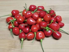Wiri Wiri Hot Pepper Seeds (20) / SPICY / RARE / EASY 