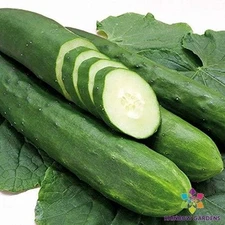 25+ Tanja Cucumber Seeds for Garden Planting - USA - FREE SHIPPING!