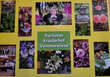 schwarzer Rettich Rübe für den Überwinterungsanbau, schwarz, September, scharf