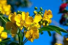 Senna alexandrina Herb - 40 Sementes