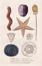 Sea urchin Seeigel Seelilien Haarsterne Crinoid engraving Drapiez 1850