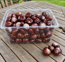 2kg Horsechestnut Conkers Arts And Crafts (This Season)