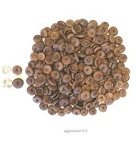 125 Red Oak Acorn Caps for Crafts Decorations