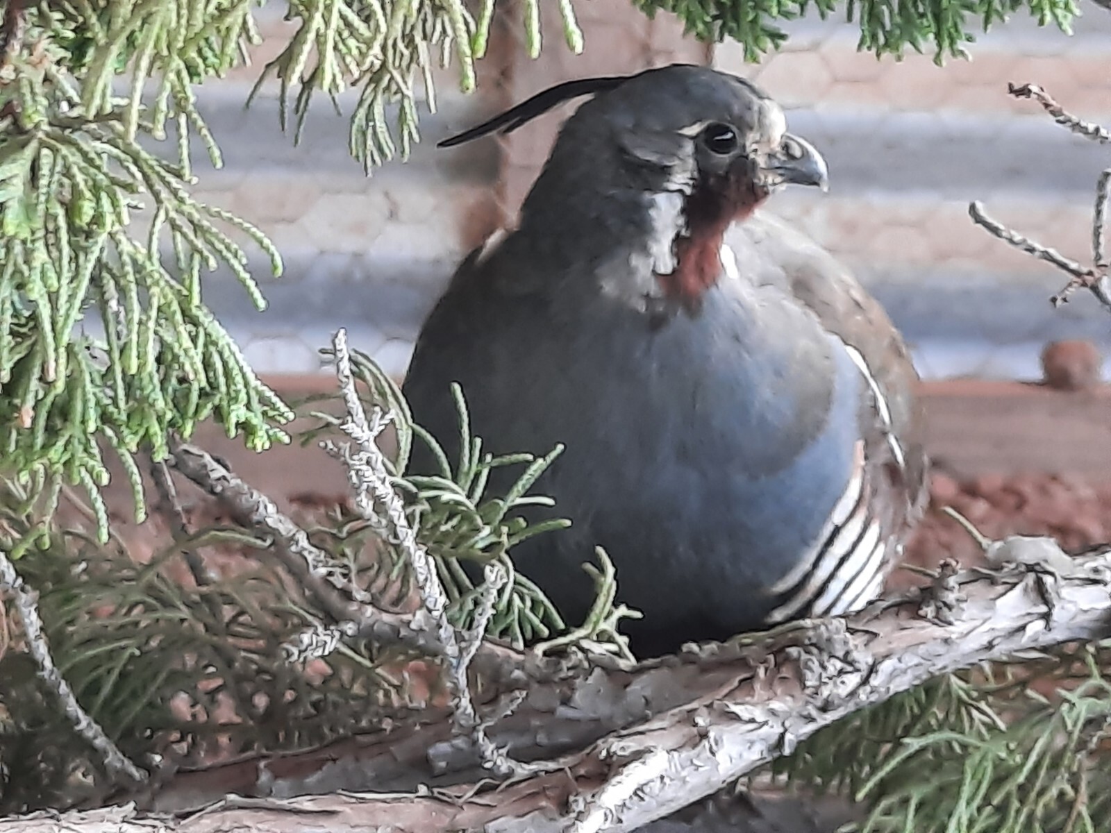 10+ Mountain Quail Hatching Eggs (PreSale) eBay