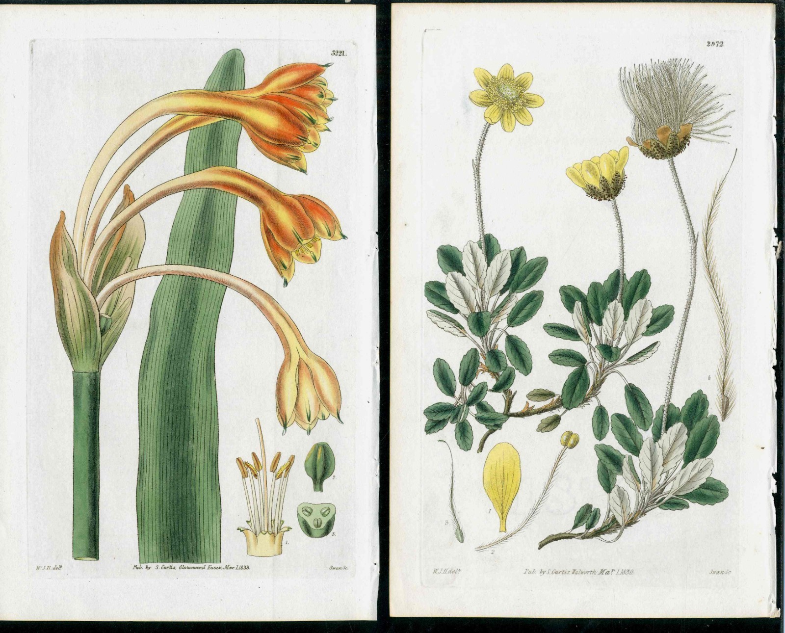 1830 Curtis Botanical Magazine Yellow Orange Dryas, Tamarind 2 Antique Prints