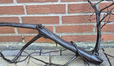 Echte-Moorkienwurzel vorgewässert mittel, fi...