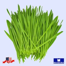 600 Barley Whole (Organic) Grass Seeds Non-GMO BOGO 50% OFF