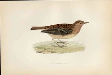 Antique Old Print F O Morris Hand Coloured Birds Red Throated Pipit H/C Bird A