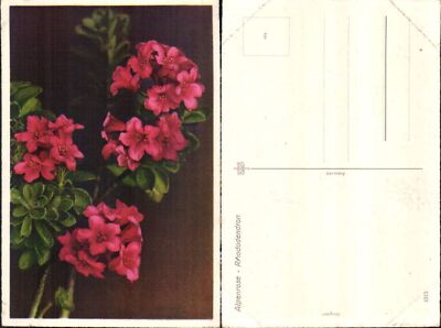 703339 Botanik Alpenrose Rose Rhodoedendron